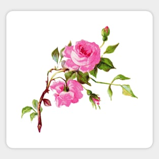 Pink Victorian roses print Sticker